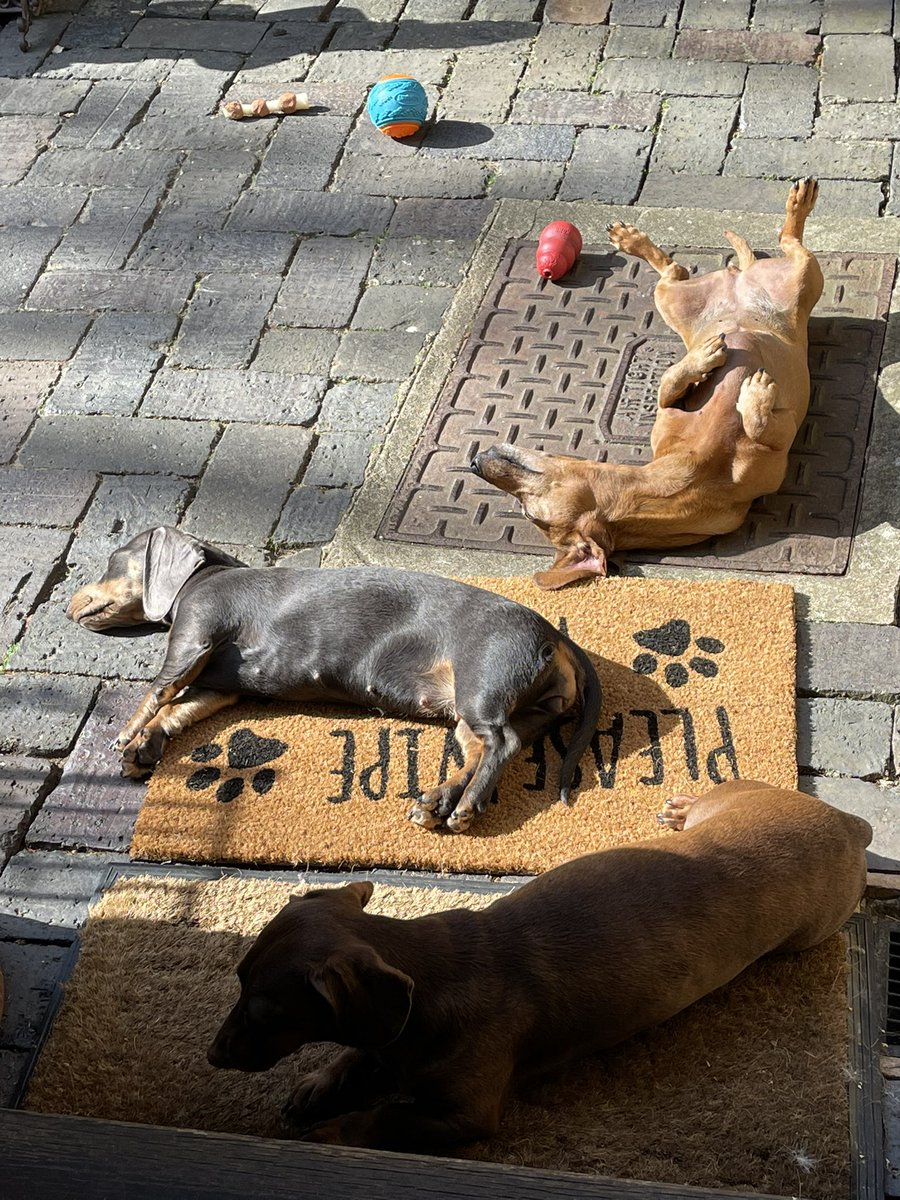 davedachshund's tweet photo. They say us 4legged friends imitate our owners. Yep! Girls in full sun bathing mode while I’m in the shade with a cold bowl of water not far away! https://t.co/YRwA73GlSX