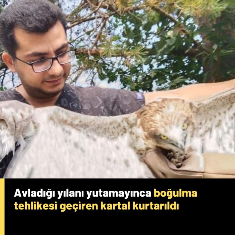 Haberler's tweet photo. Düzce'nin Yığılca ilçesinde avladığı yılanı yutamayınca boğulma tehlikesi geçiren kartal, veteriner hekimin müdahalesi ile kurtarıldı.

#düzce #boğulma
