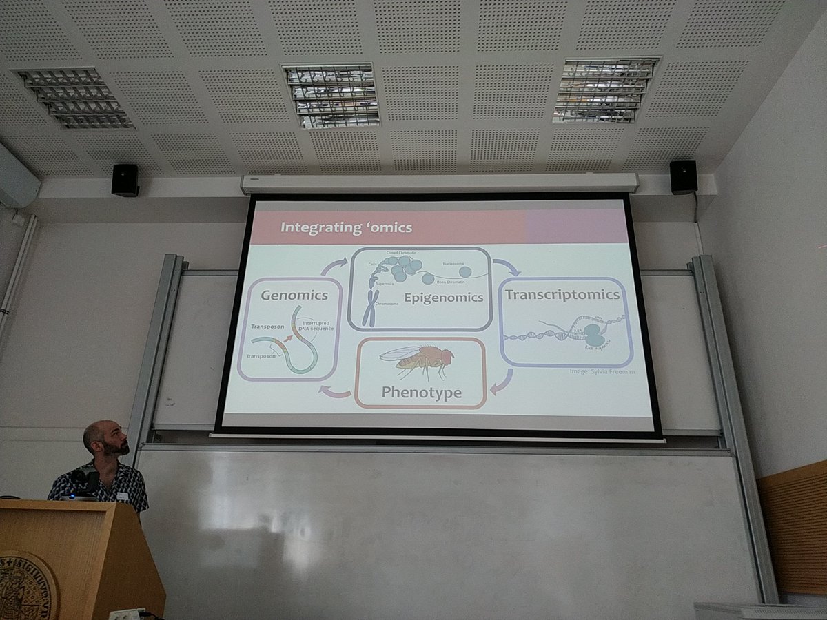 GonzalezLab_BCN's tweet photo. @EwanHarney research on #transposons #epigenetics #drosophila based on flies shared by @Dros_EU scientists and high schools from the #melanogasterCTF #citizenscience project @LCATMon https://t.co/HjxgyJxLKF