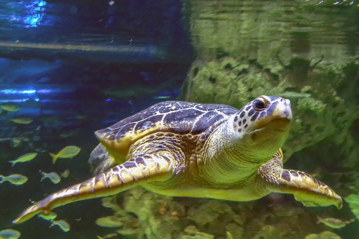 andrewhasson's tweet photo. Brighton #turtles #gulliver #sealife #beachlife #reptiles #worldsoldestaquarium #150thanniversary #82yearold #shellback #ninja https://t.co/ug6C0TX3gC