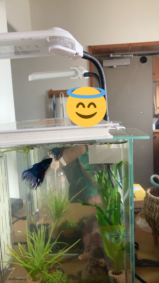 ninmarimedaka's tweet photo. オスベタが泡巣作ってたからクラウンテールメス飼ってきました！
繁殖準備オッケー👌 https://t.co/EaoaPO9Y3y