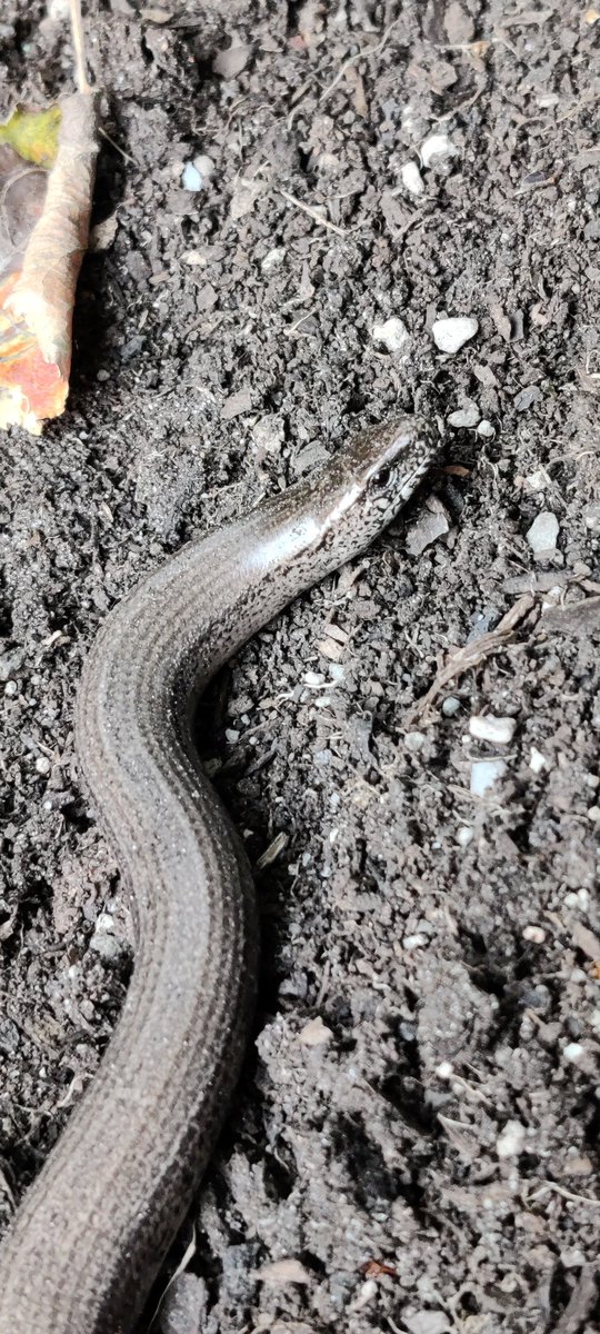 Gast im Hochbeet 
#garten #schlangen