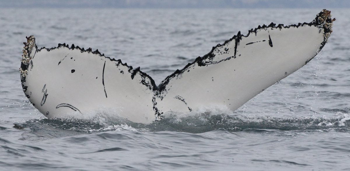 Nicola Hodgins tweet media