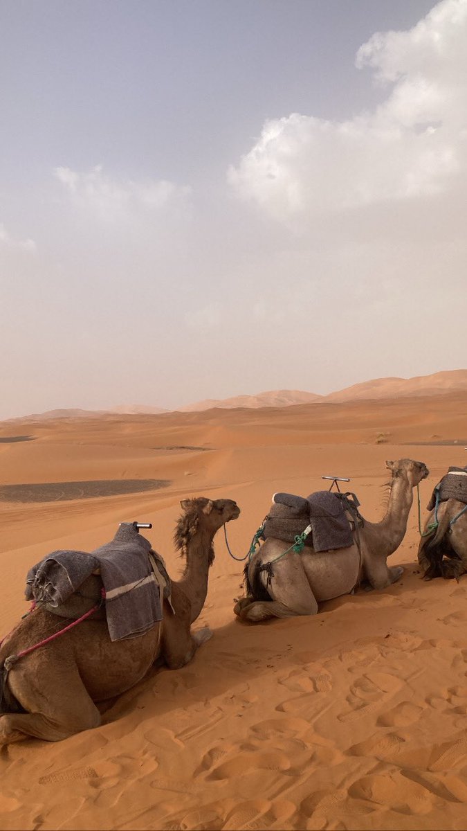 znbladif1's tweet photo. 📍Merzouga, Morocco 🇲🇦 https://t.co/45qrnF8lwa