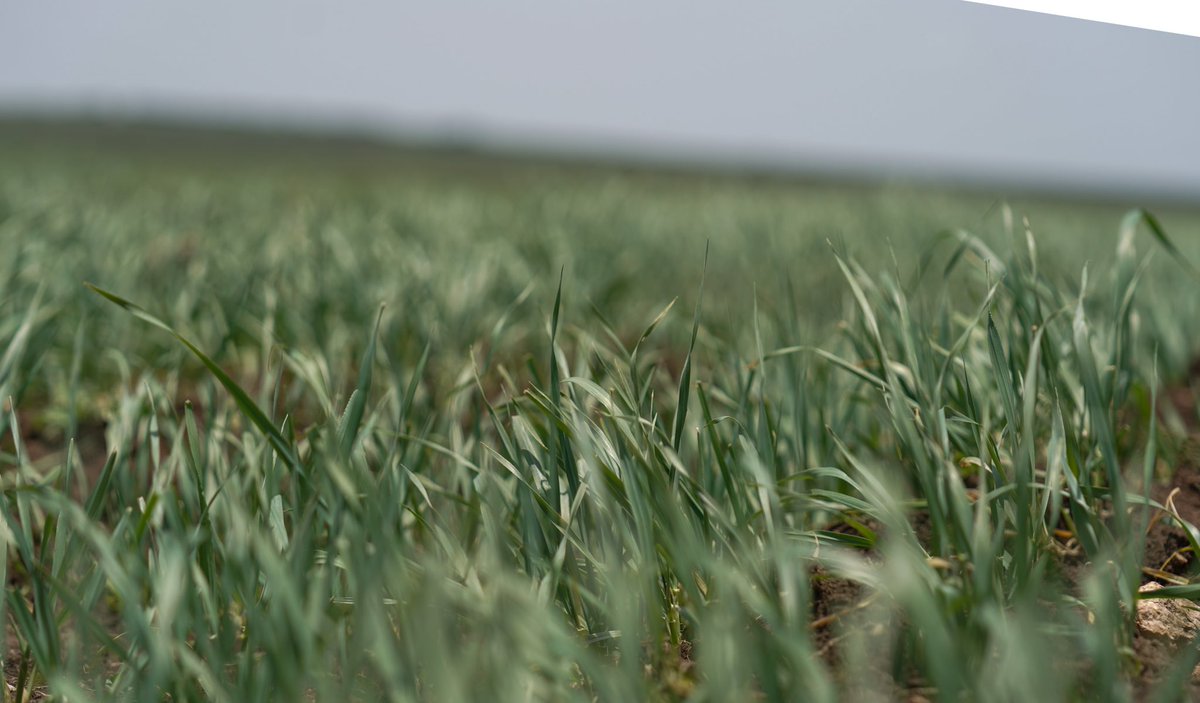 AbiyAhmedAli's tweet photo. Somali region cluster farming output is remarkable. We reviewed the Fafen zone wheat belt today on which more than 127k hectares of wheat is being farmed, with expectation of more than 8mil quintals to be harvested. This is an example of productivity in prior forgotten areas. 1/2 https://t.co/RvGCilR6WN
