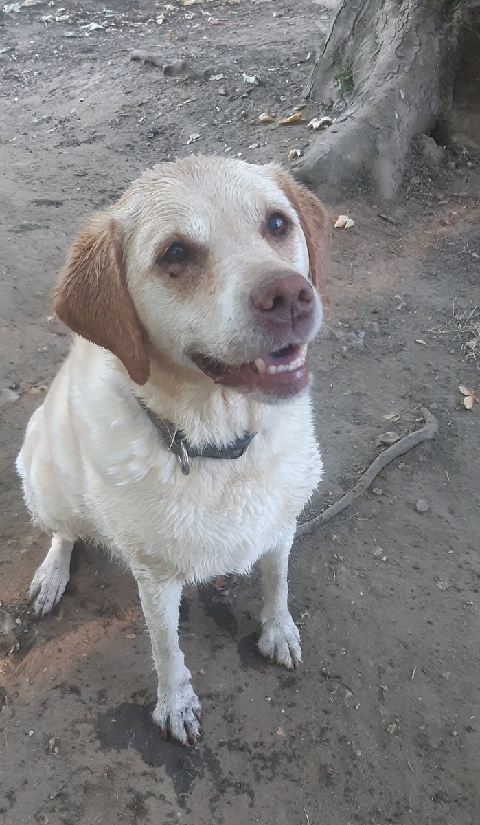 biscuit_bella's tweet photo. Just been for my morning, cooling swims 🏊‍♀️ https://t.co/x8zhbfE9n6