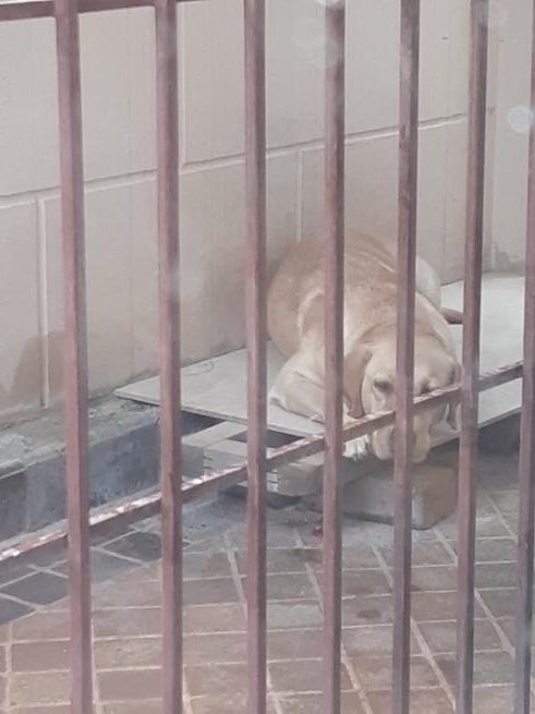 KianiSherdil's tweet photo. @abdullahafgan pet dog caged up,neglected and depressed,pray for her🤲 https://t.co/TQUcvIX5hi