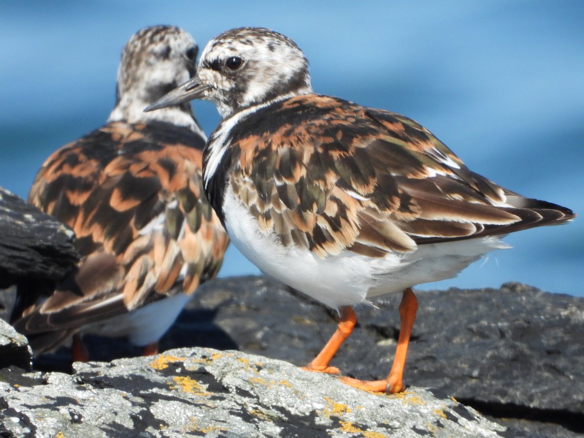 patientbirder's tweet photo. Turnstones at Cemlyn part of a large selection of waders on Friday @Natures_Voice @AngBirdNews @Britnatureguide @Team4Nature @NatureUK #wildlife #nature #birds #birdwatching #birdphotography #anglesey https://t.co/VJlySyFhF4