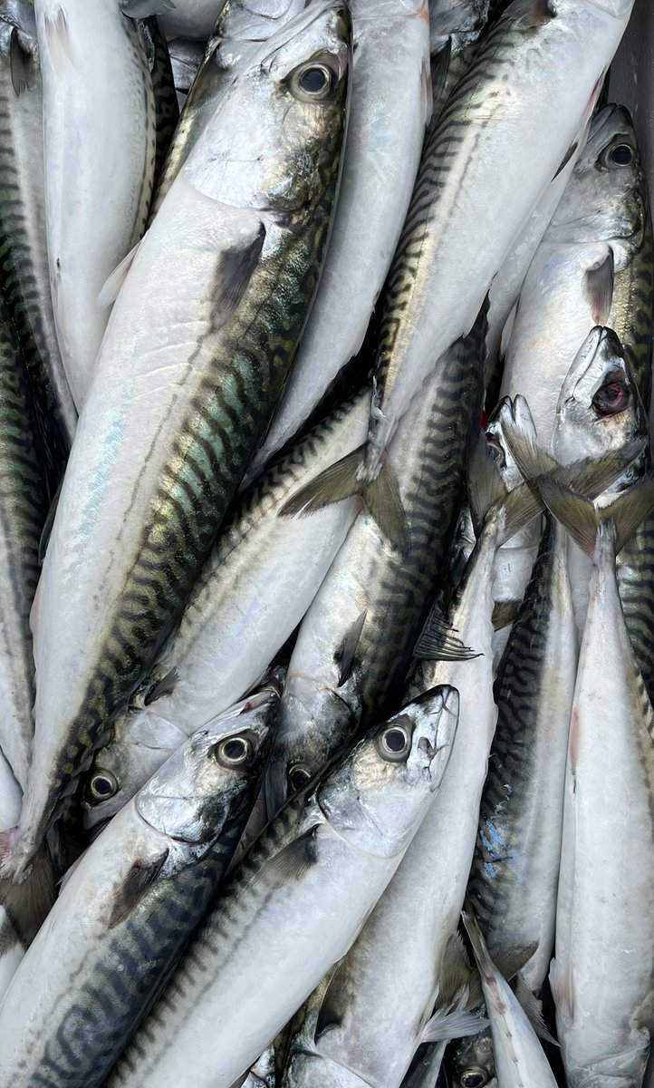 PassionSeafood's tweet photo. It’s about time supermarkets stopped selling fish altogether. Please don’t buy your fish there 😡
Look at the state of this. You could smell the fish counter, before you saw it. Disgusting. No wonder people get put off? 
Contrast with our own stunning macks 👌🏻 https://t.co/VdUPa0FEAu