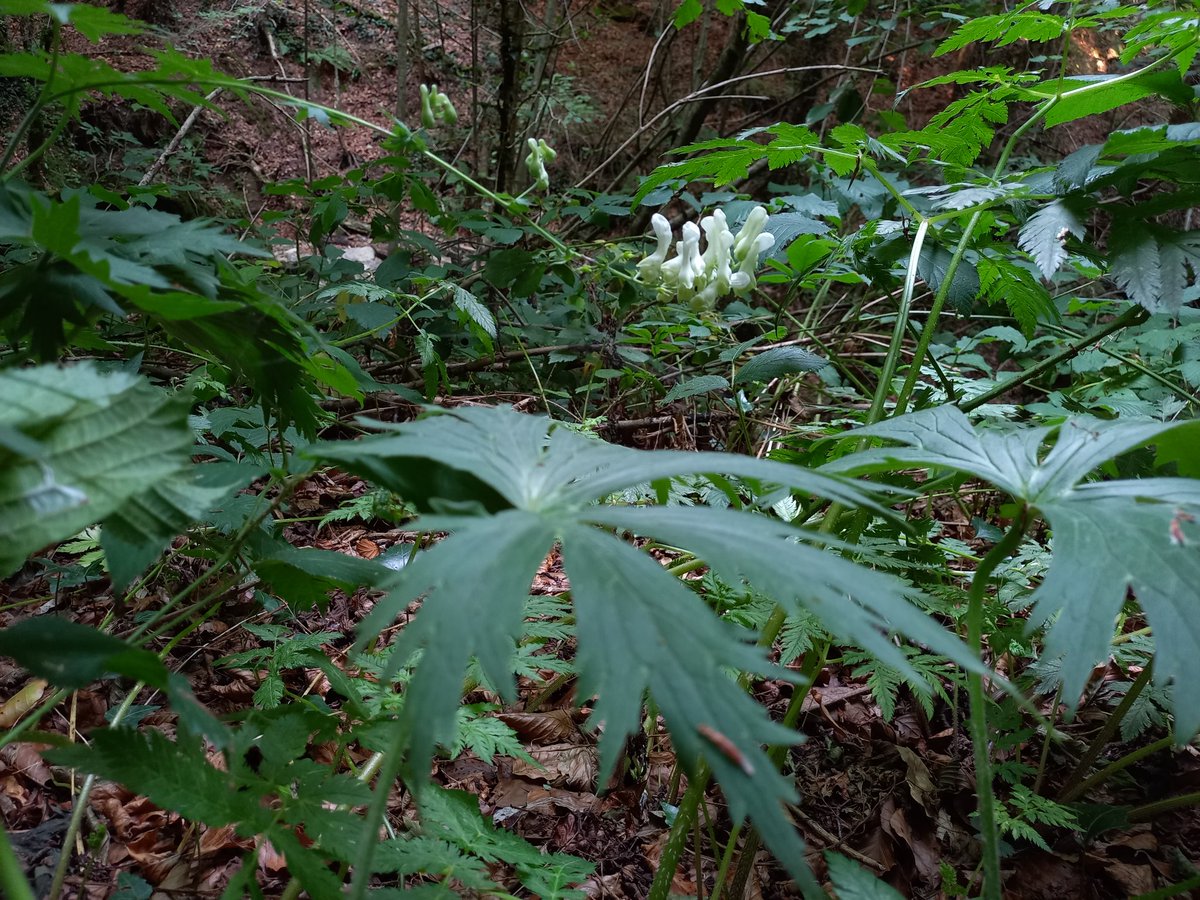 PerePousSerrat's tweet photo. L'escanyallops (Aconitum lycoctonum).
Una bella planta, verinosa, que tot i la sequera floreix per les zones més humides de les #fagedes del #Vidranès 🙂
#botànica
#plantadeldia 👇 https://t.co/IWNOjVVAqO