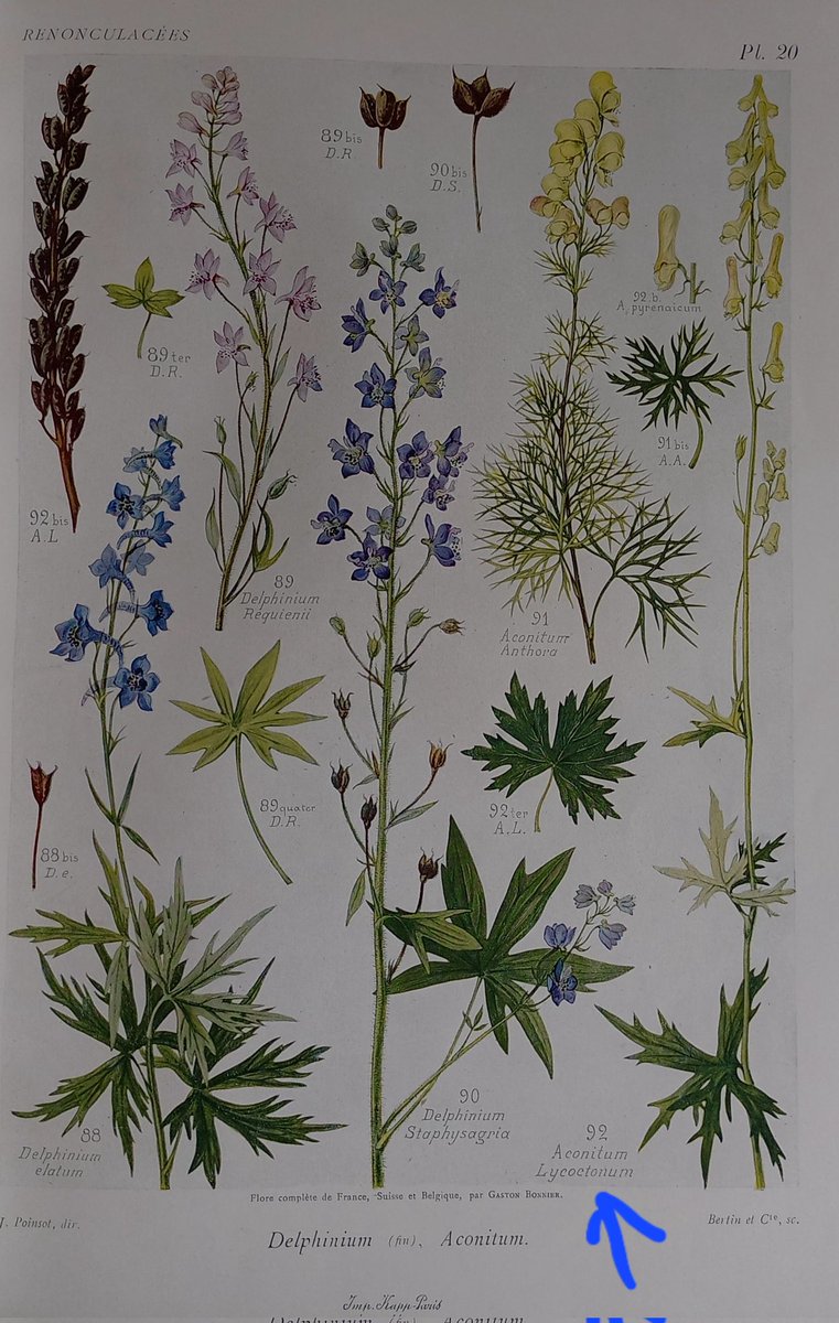 PerePousSerrat's tweet photo. L'escanyallops (Aconitum lycoctonum).
Una bella planta, verinosa, que tot i la sequera floreix per les zones més humides de les #fagedes del #Vidranès 🙂
#botànica
#plantadeldia 👇 https://t.co/IWNOjVVAqO