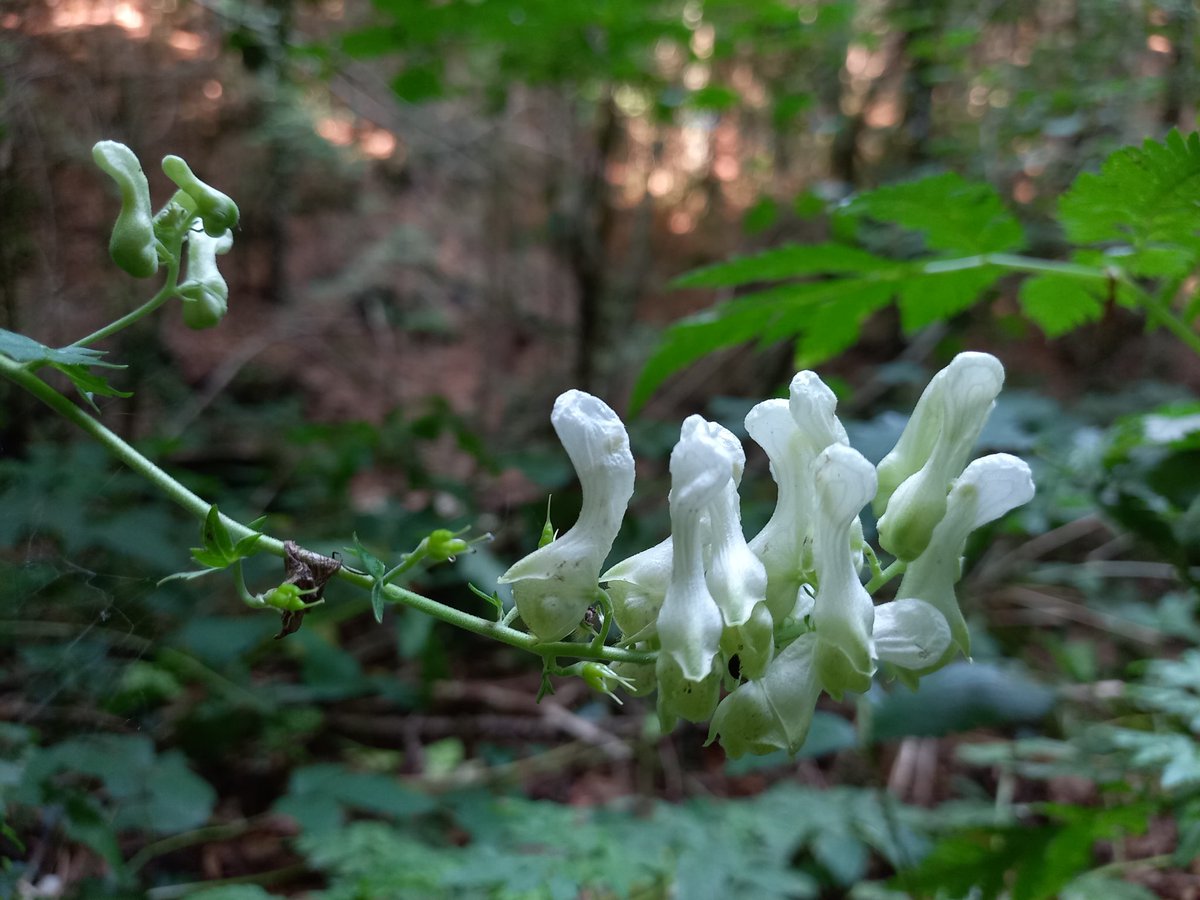 PerePousSerrat's tweet photo. L'escanyallops (Aconitum lycoctonum).
Una bella planta, verinosa, que tot i la sequera floreix per les zones més humides de les #fagedes del #Vidranès 🙂
#botànica
#plantadeldia 👇 https://t.co/IWNOjVVAqO