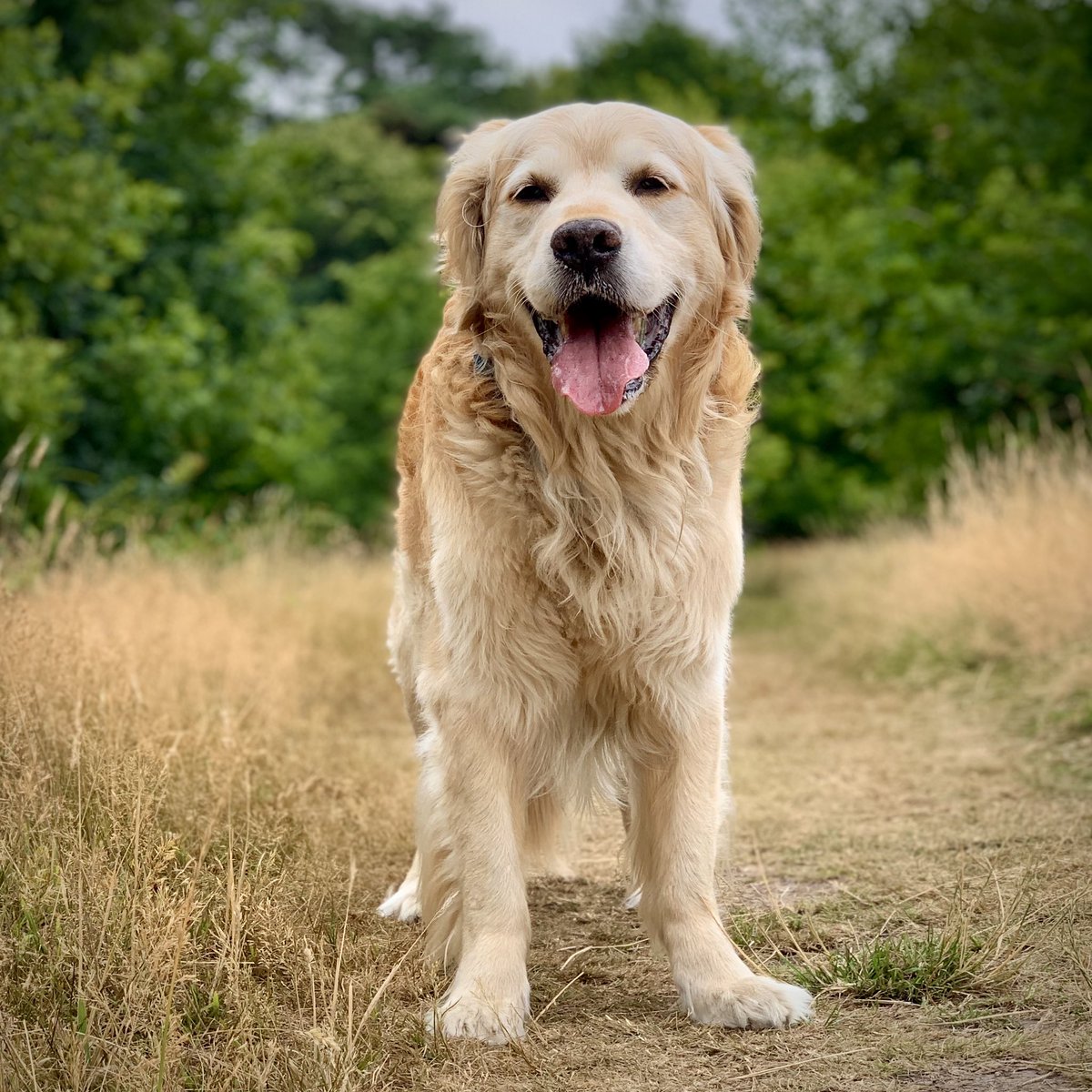 PipTheDog5's tweet photo. π³πΆβοΈ
Golden Retriever Games! What are they and how do you get started?
Join two handlers to learn more today at 5pm (UK) / Midday (US East Coast).
With #GoldenRetrieverChannel for the #dogsoftwitter.
https://t.co/cj7TxrXhs8 https://t.co/Mm8vzynRCO