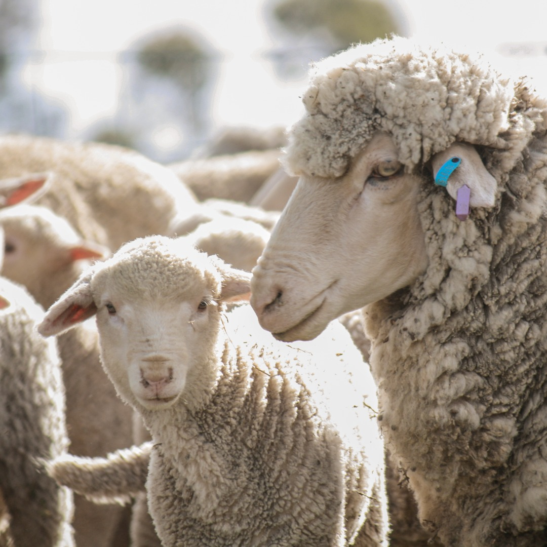 David Greig considers himself a ewe breeder above all else.
In recent years, the Greig's have nearly doubled their lambing percentages.
Read the full article on pages 26-27 of our Top Sire, available to read here &gt;&gt;  imags.com.au/published/top_…
.
.
.
.
*File image used*
#merino