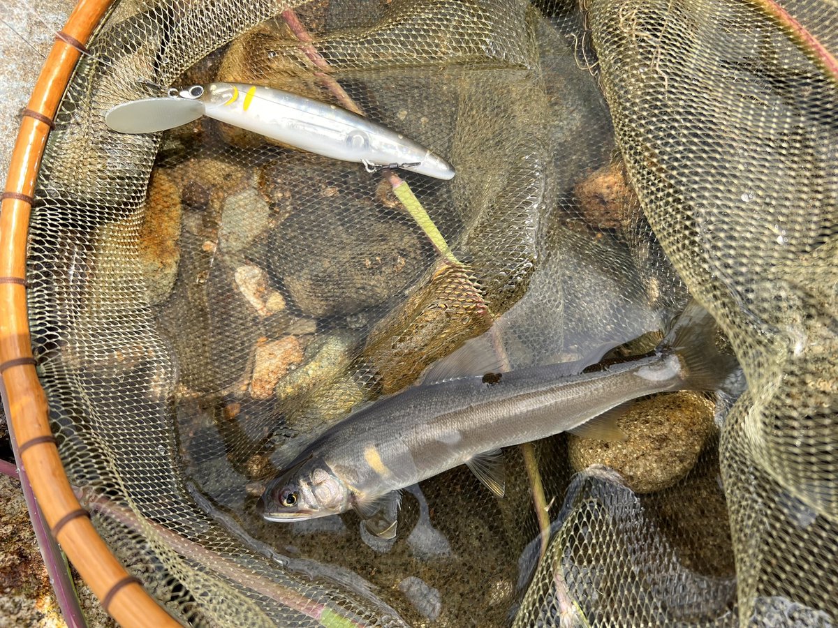 chupei0924's tweet photo. それにしてもPALMSのESCADEめっちゃ扱いやすいしよく釣れる🎣

#PALMS #ESCADE https://t.co/1yGZbSMOyG