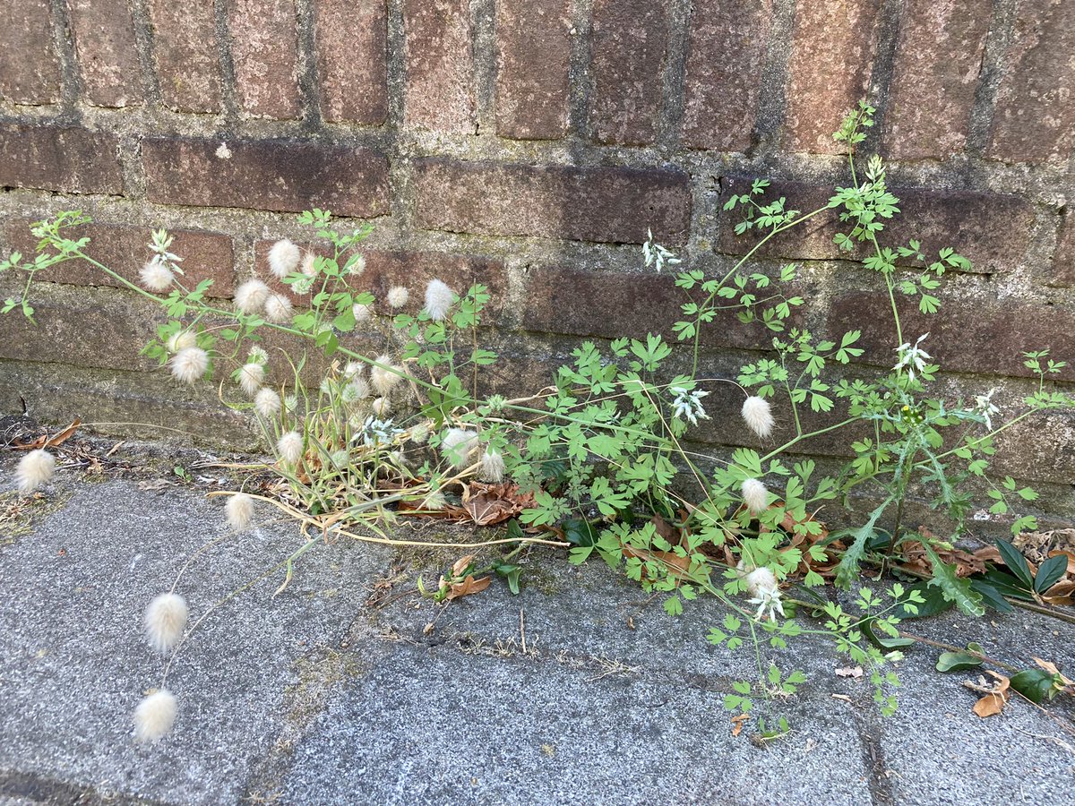 ton denters tweet media