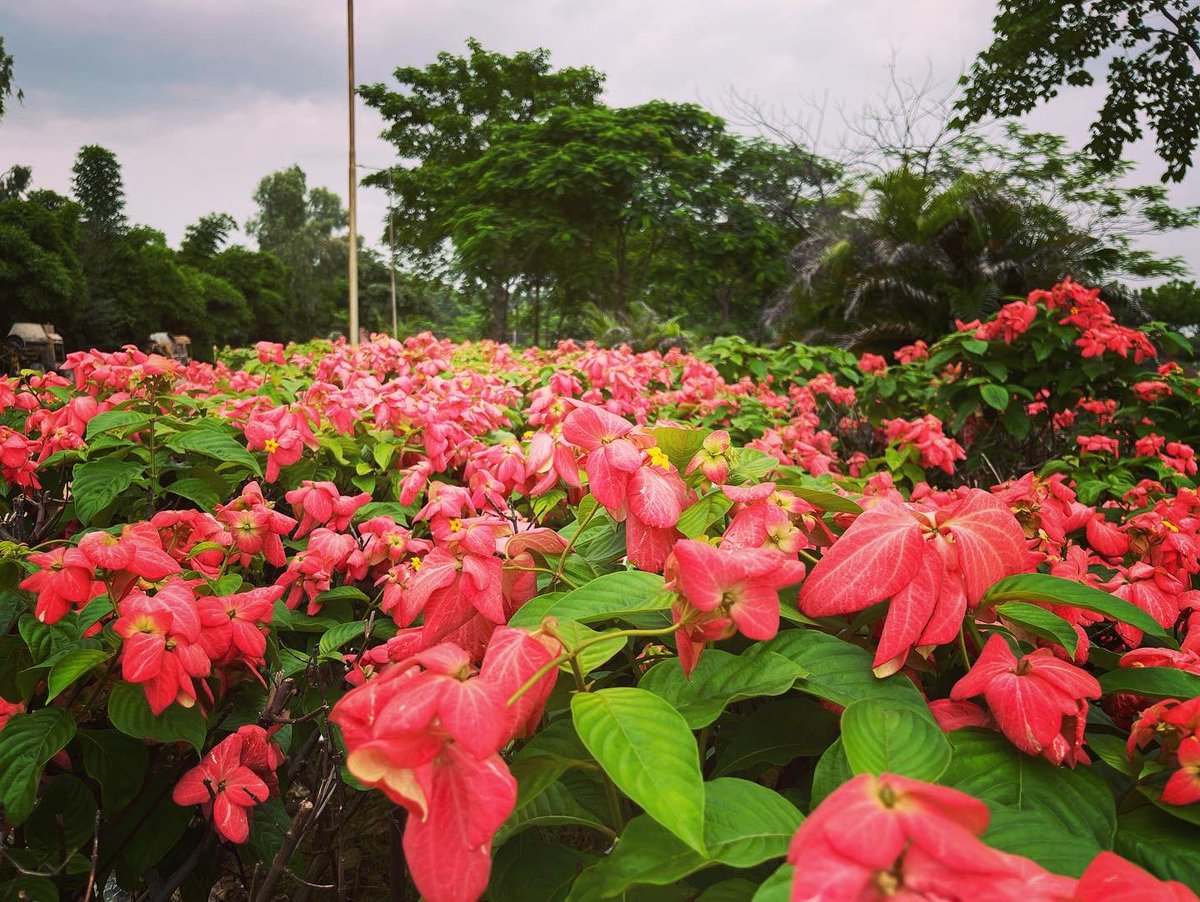 anant_service's tweet photo. Morning vibes #kota #ganeshudyan #KotaMorning
#park #garden #morningvibes #students #KotaCoaching #happymorning https://t.co/Z3UZp0U3HI