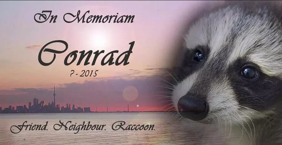 skywytch's tweet photo. Never FORGET #DeadRacoonTO REST IN PISS PAL https://t.co/HFIWwMQ6bf