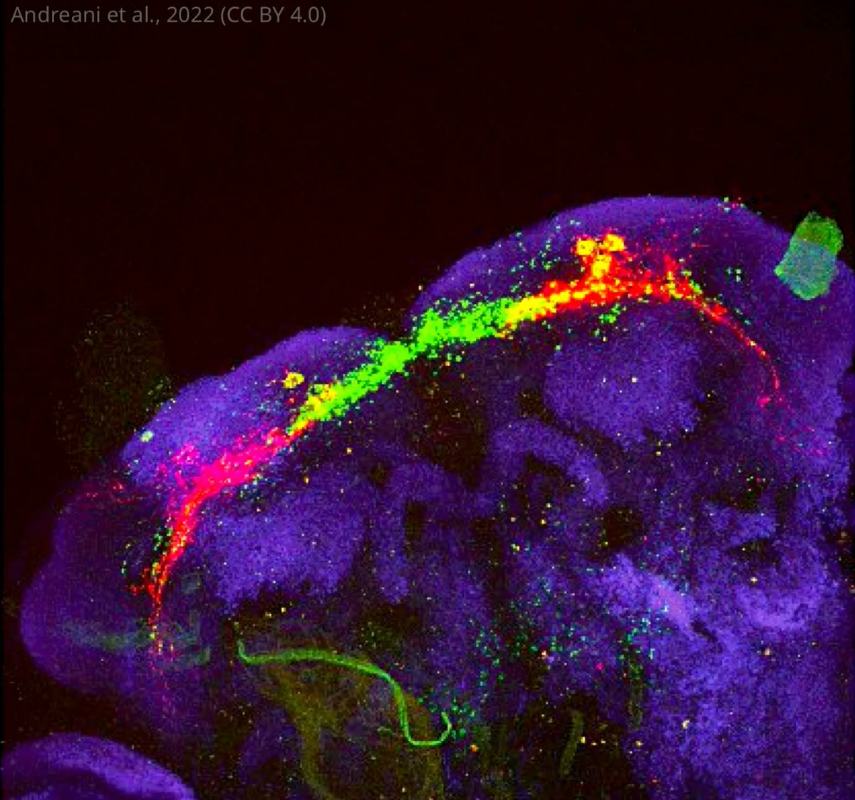 eLife's tweet photo. How does the circadian clock influence the homeostatic systems that regulate sleep? https://t.co/cpMNiT8CN3 https://t.co/ZMUYOCfFbI