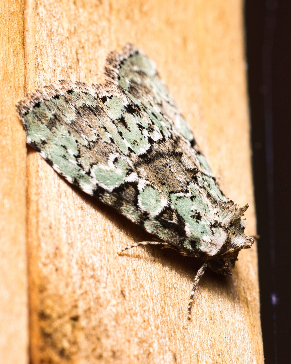 JohnReedPavan's tweet photo. A marbled-green leuconycta moth from Sebec Lake in mid July. The caterpillars for these eat dandelions.
#marbledgreenleuconyctamoth #moth #lepidoptera #leuconycta #insects #macro #wildlife #nature #sebeclake #canonphotography #luminarneo https://t.co/NPsnqex1SV