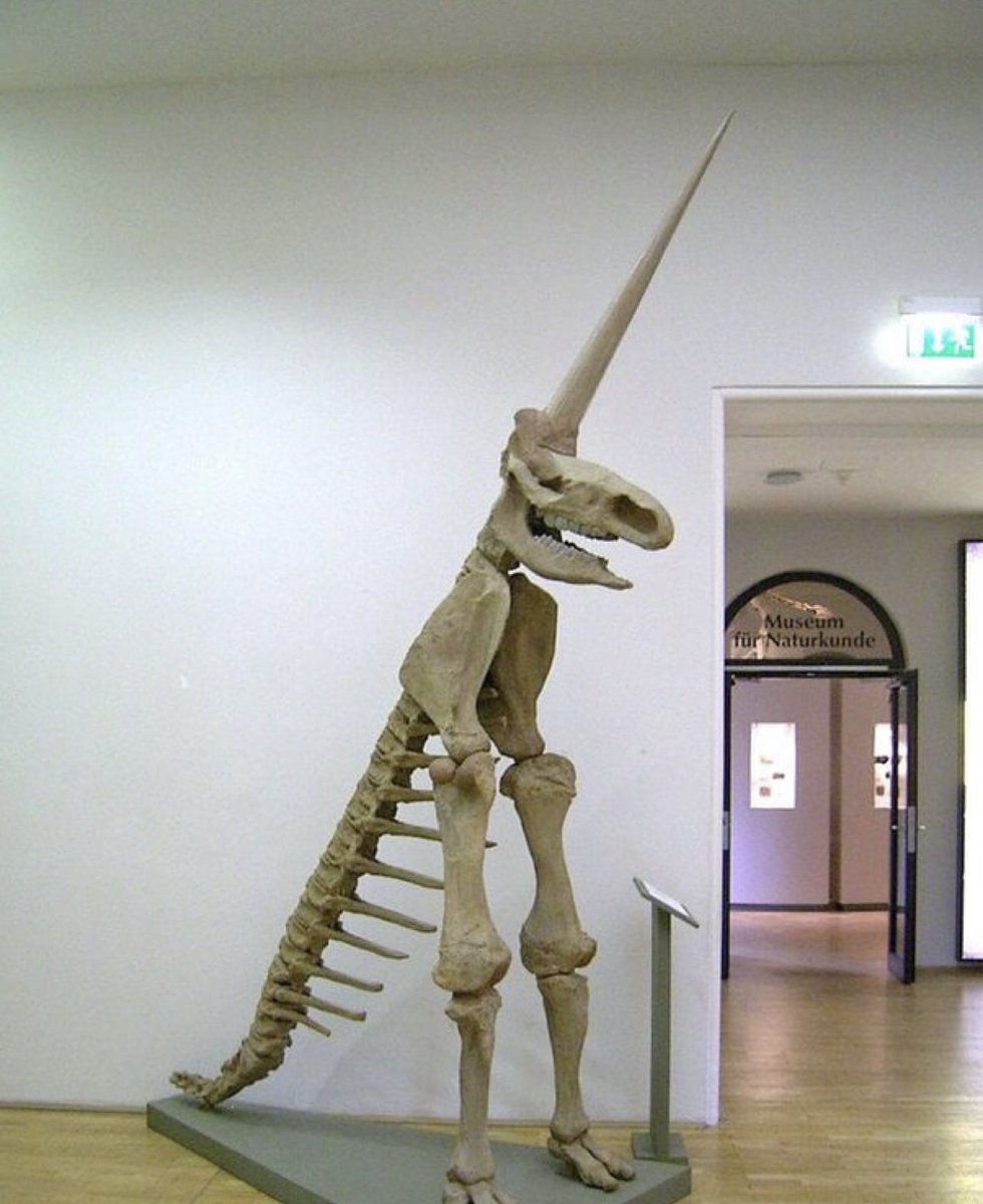 In 1663, the partial fossilised skeleton of a woolly rhinoceros was discovered in Germany. This is the “Magdeburg Unicorn”, one of the worst fossil reconstructions in human history.