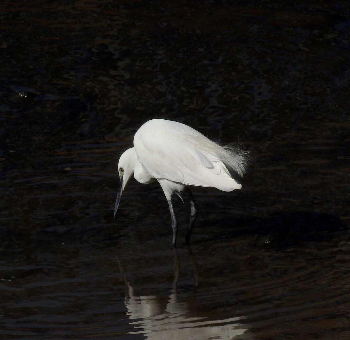 RoseNWF's tweet photo. Little Egret today #ThreeMills #Bow https://t.co/y9xCCnyX3Q