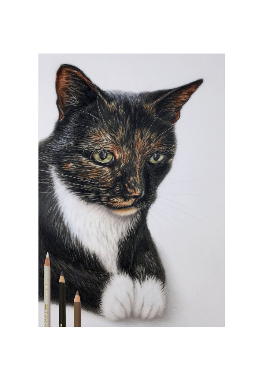 Micky Mouse. It taken the client over 3 years to get a photo of this cat. Every time she gets the camera out her cat would run away ….... talk about camera shy.
Drafting film. A4. Faber Castell Polychromos, Caran d’ache Luminance