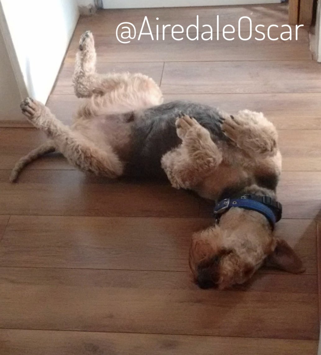 14th August 2016 aged 9
Oscar has #Poodle paws as he had had an incident with a grass seed (fox tail) between his toes 😥
#Airedale #AiredaleTerrier #Terrier #HandsomeBeast #InRemembrance #DogsOfTwitter