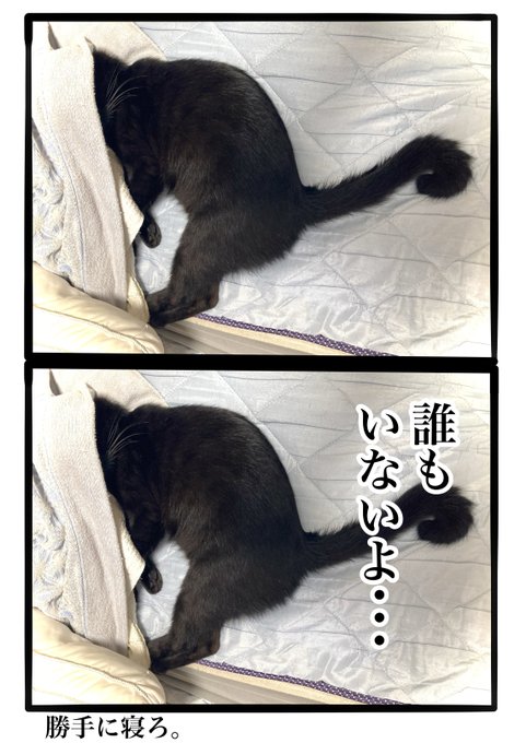黒猫幕僚長が、消灯時刻2200をお知らせします。 