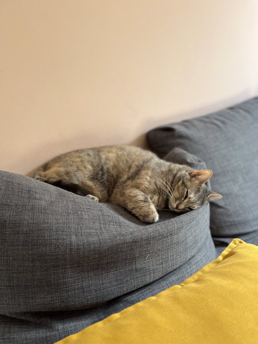TurboBomber's tweet photo. @JamesGunn Happy Catunday! https://t.co/NjovdWxJj5