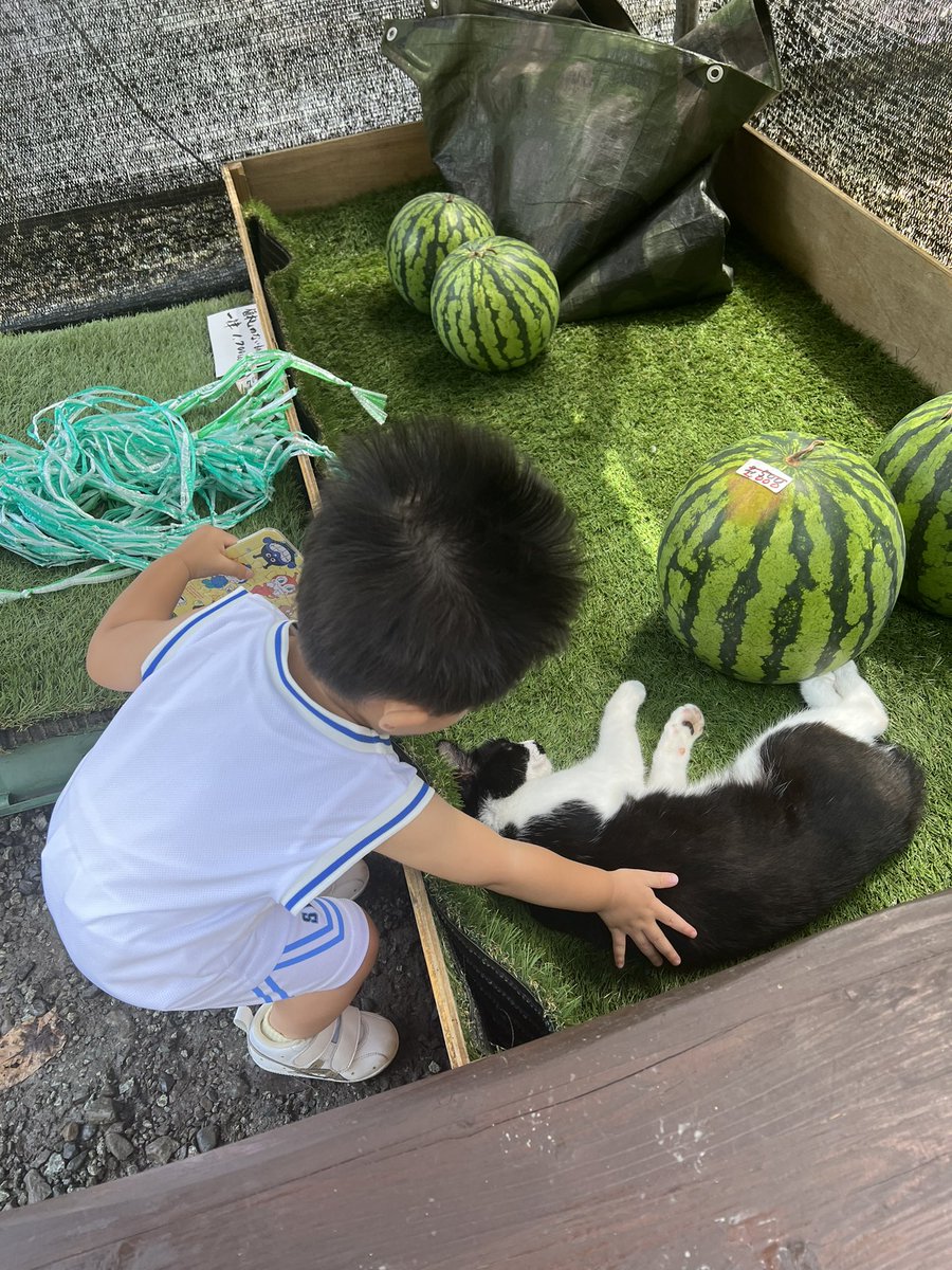 reko1126's tweet photo. 🍉と🐱
夏だねぇ😊 https://t.co/3Cq39nKpbc
