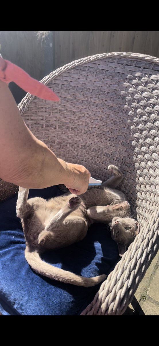 Emblyn3's tweet image. It is hot 🥵!!! But never too hot for brushie. Brush me grandma!! #CatsofTwittter