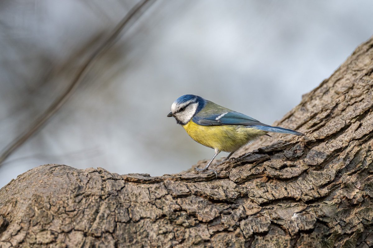 Tijdje terug dit schattige pimpelmeesje op de foto gezet. #pimpelmees #bluetit #photography