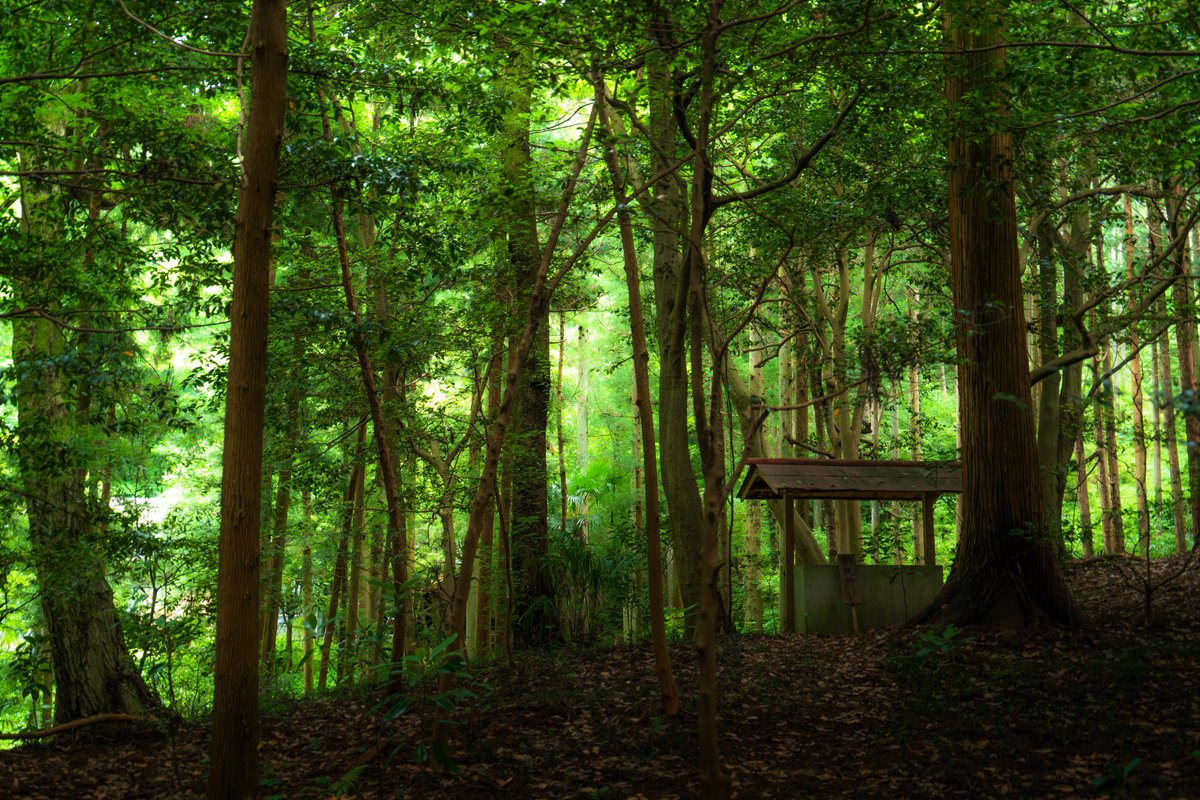 survive_187's tweet photo. 森林浴🌲 https://t.co/WiHatEzbAA