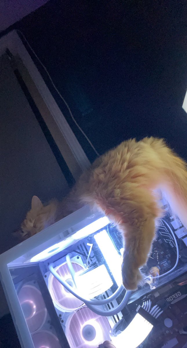 TahneeLeee's tweet photo. @kxtras @B4yda that’s too cute!! my cats are always on my pc https://t.co/hKwjovV12E
