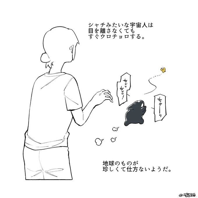 シャチ太郎記録 