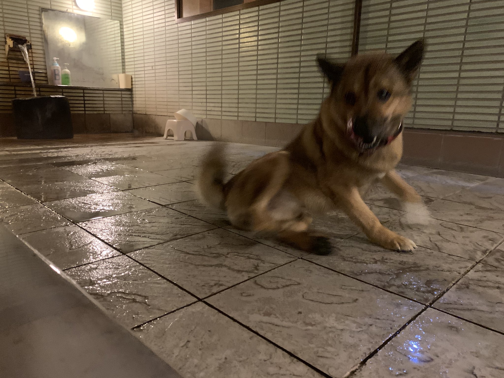 旅常 内風呂に犬が乱入してきたのは人生初だな T Co Y2p3ctvd9u Twitter