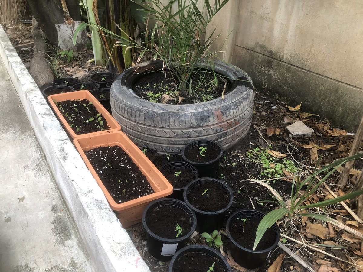 Nobura003's tweet photo. Keep growing https://t.co/mv6h8mjRCB