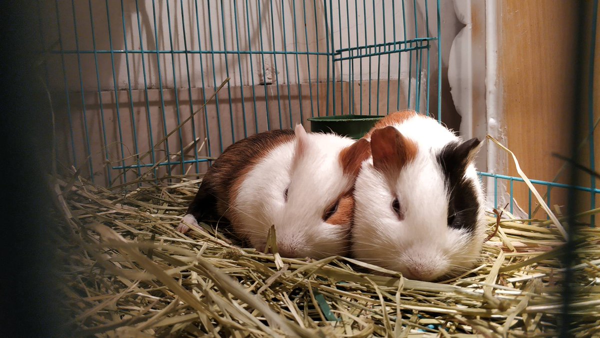 cheap_potatoes's tweet image. 