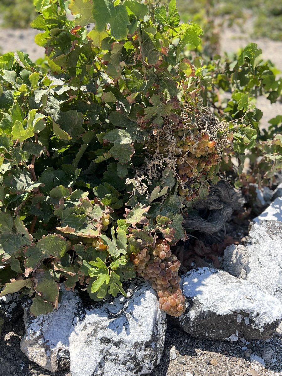Lenkster's tweet photo. When on Santorini, why not stay in a vineyard? #santorini https://t.co/HyDJGMJauT