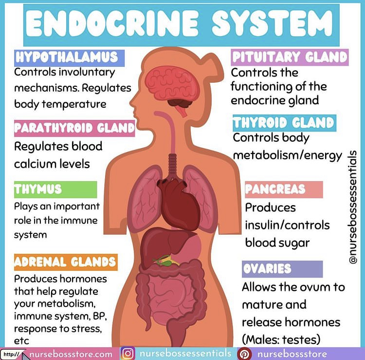 Wellzio's tweet photo. The Endocrine System
#Endocrinology #Endocrine #hormones #thyroid #diabetes #Adrenal #EndoTwitter #meded #MedTwitter  #FOAMed #INNOMed #BJHM https://t.co/PKLbd7vrag