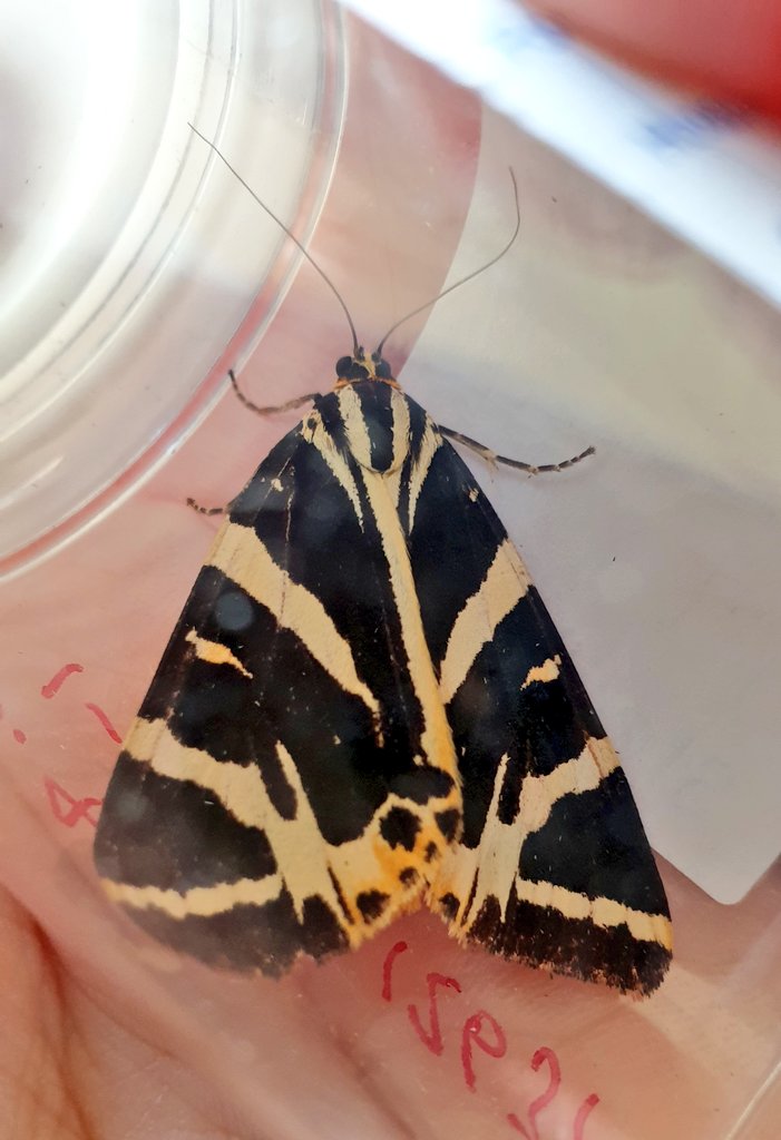 FranciscaSconce's tweet photo. Seven Jersey Tiger moths in the trap this morning in #WildPutney SW London. #Moths #MothsMatter #TeamMoth #insects #entomology https://t.co/yLfS7XVWwU