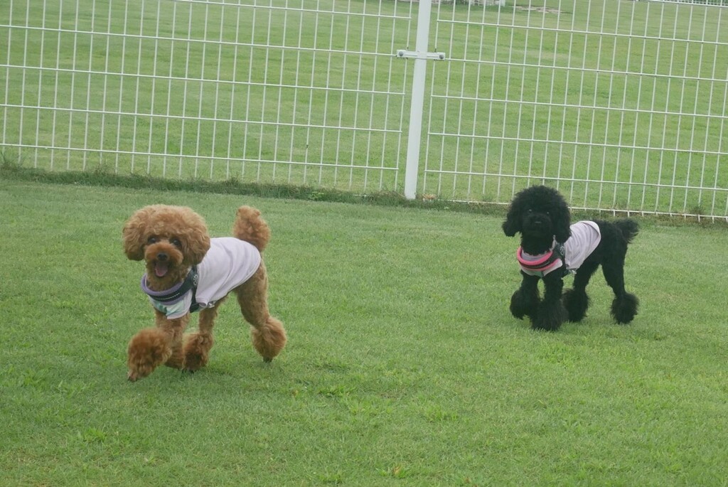 ドッグカフェ のtwitterリアルタイム検索結果 Meyou ミーユー ドッグカフェ のtwitterリアルタイム検索結果 Meyou ミーユー