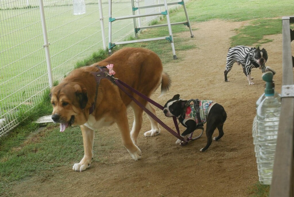 ドッグカフェ のtwitterリアルタイム検索結果 Meyou ミーユー ドッグカフェ のtwitterリアルタイム検索結果 Meyou ミーユー