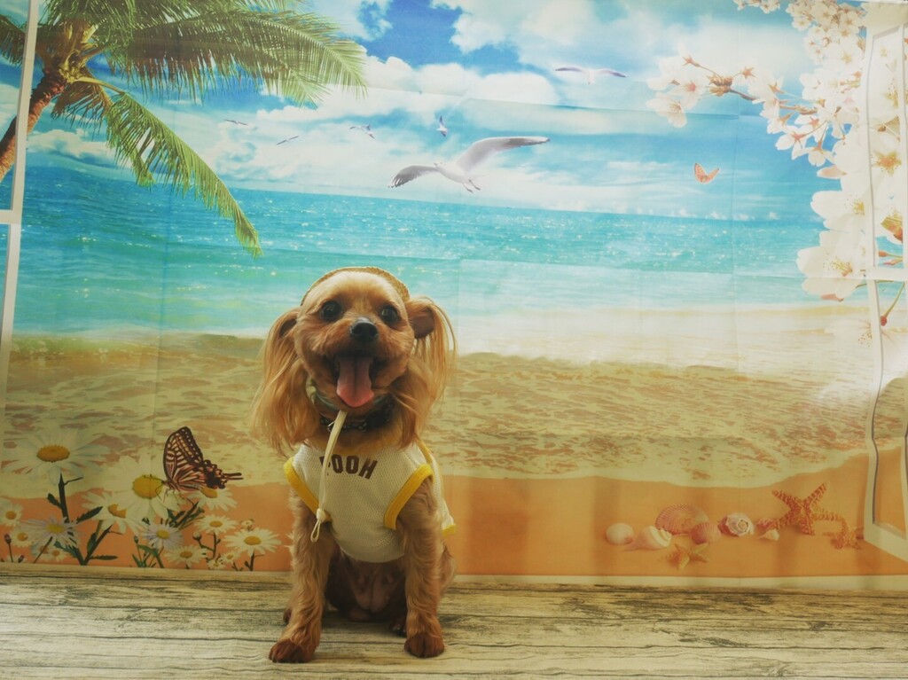 ドッグカフェ のtwitterリアルタイム検索結果 Meyou ミーユー ドッグカフェ のtwitterリアルタイム検索結果 Meyou ミーユー