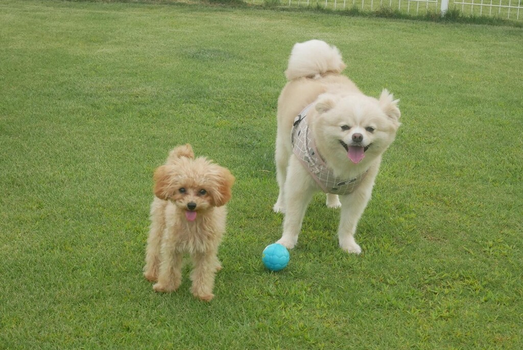 ドッグカフェ のtwitterリアルタイム検索結果 Meyou ミーユー ドッグカフェ のtwitterリアルタイム検索結果 Meyou ミーユー