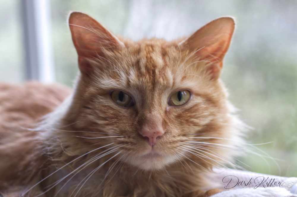 DashKitten's tweet photo. City the Kitty Book Review https://t.co/387VxtJ72d Help fund their declawing campaigns NOW! #NoDeclaw SUPPORT CITY THE KITTY #citythekitty https://t.co/dOixNsERqo