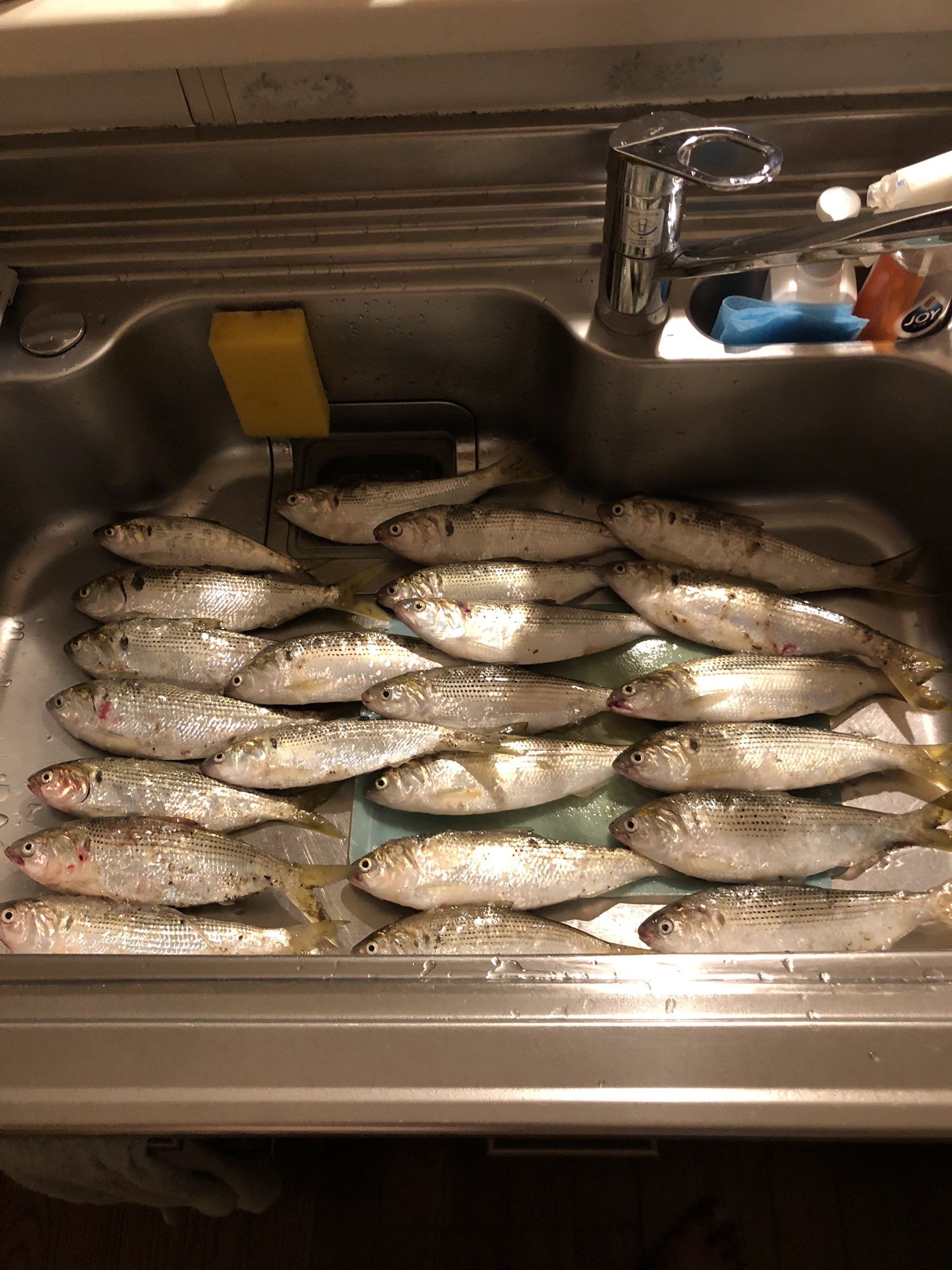 金無し釣一 昼から隣県にてサビキ釣り コノシロ44 このサイズが連発で楽しすぎました 大漁やったので両隣のファミリーの方にお裾分け T Co vlkwqpp5 Twitter 金無し釣一 昼から隣県にてサビキ釣り コノシロ44 このサイズが連発で楽しすぎました 大漁やったので両隣のファミリーの方にお裾分け T Co vlkwqpp5 Twitter