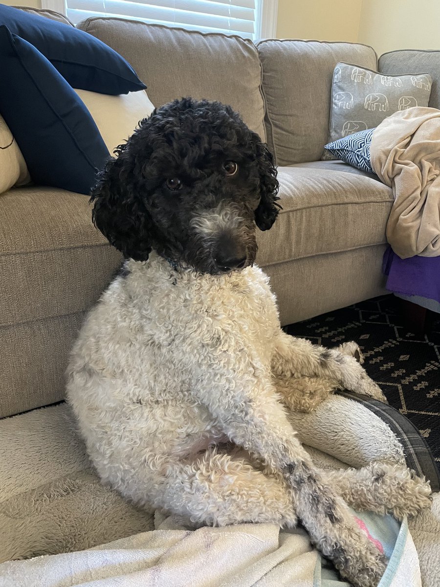 CatherineFox5's tweet photo. @betydonte Starting year 31 - super excited! Finley keeps me company while I prep and do online PD. Grateful for any classroom additions! https://t.co/s3tg2TwAVR https://t.co/8qtpF3F0NZ