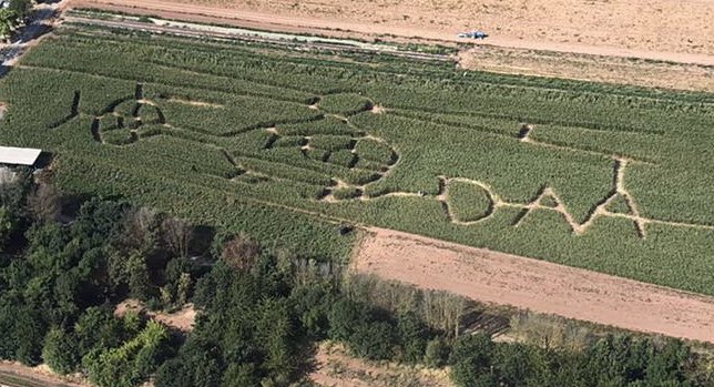BIG thanks to all at @dartsfarm who were our fantastic hosts for the day at our 30th Anniversary Celebration! Dart’s amazing Maize Maze is also raising money for @DevonAirAmb and is cleverly cut into a Heli shape which our aircrew got a great shot of as they flew overhead! ❤️🚁